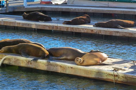 Sea Lions At Pier 39 In San Francisco | Ambition Earth