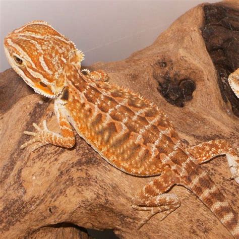 10 Best Type of Bearded Dragon Morphs for 2024 | MyPetCareJoy