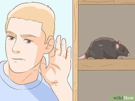 3 Easy Ways to Prevent a Rat Infestation - wikiHow