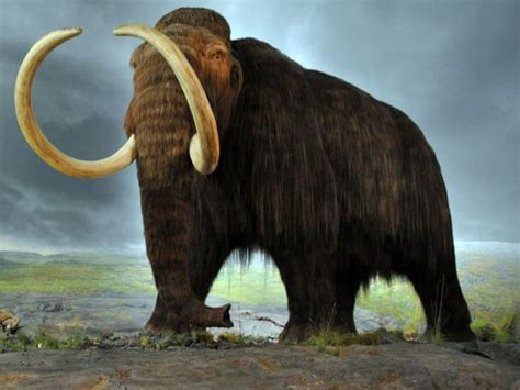 Scientists Close to Cloning a Woolly Mammoth | Malibu, CA Patch