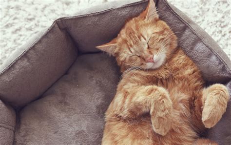 25 Common Cat Sleeping Positions and What They Mean [+FAQs]