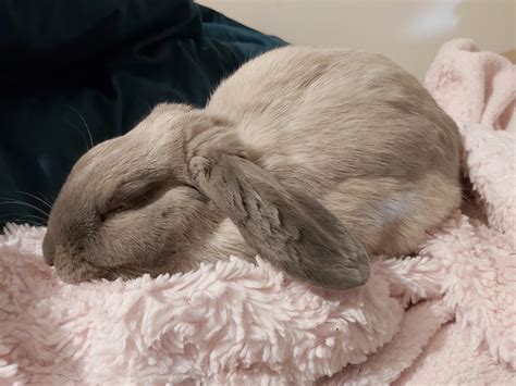 Let sleeping bunnies lie 😴 : r/Rabbits