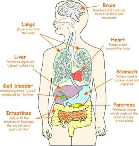 Internal Organs of the Human Body | Human body science, Human body ...