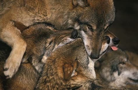 Wolf Pack Biting Each Others Muzzles Photograph by Ulrich Kunst And ...