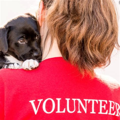 Adult Volunteers | Hinsdale Humane Society