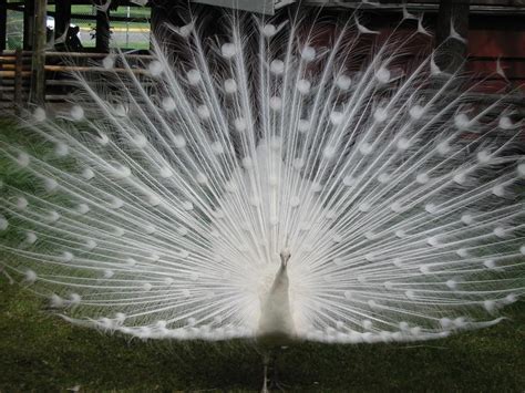 File:White peacock front view.jpg - Wikimedia Commons