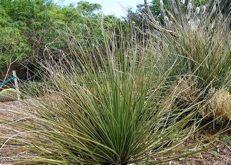 Grasses – Arizona Desert Xeriscape