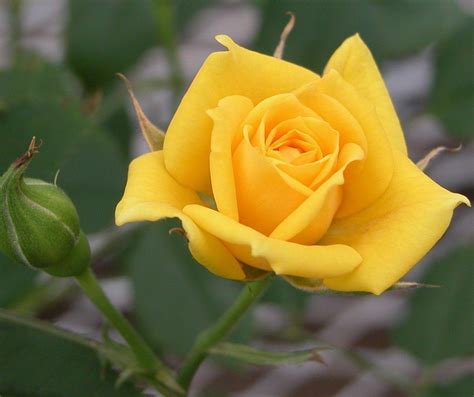 Yellow Rose Flower Wallpapers - Wallpaper Cave