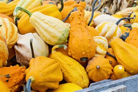 Gourds Squash Autumn · Free photo on Pixabay