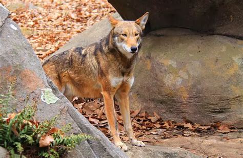 Red Wolf - Description, Habitat, Image, Diet, and Interesting Facts