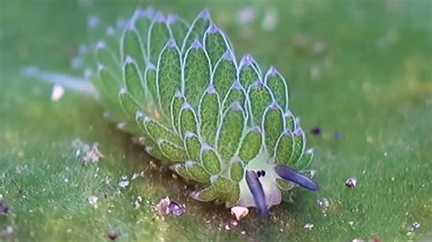 🔥 Leaf Sheep: Adorable Sea Slug Eats So Much Algae It Can ...