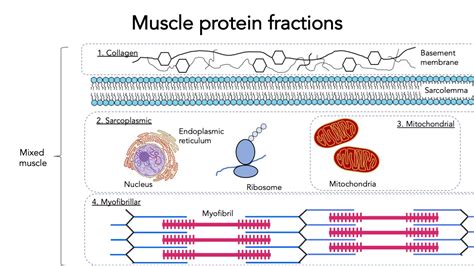 The Ultimate Guide to Muscle Protein Synthesis