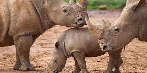 Southern White Rhinoceros Facts & Information - Monarto Zoo