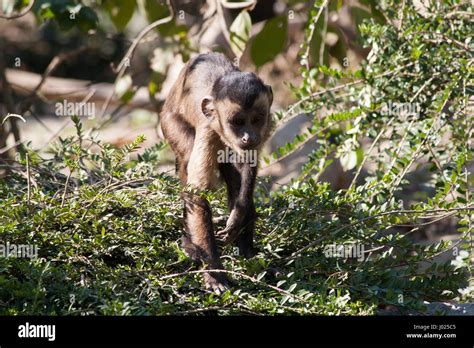 Capuchin primate walking on the rope. Small monkey walking towards the ...