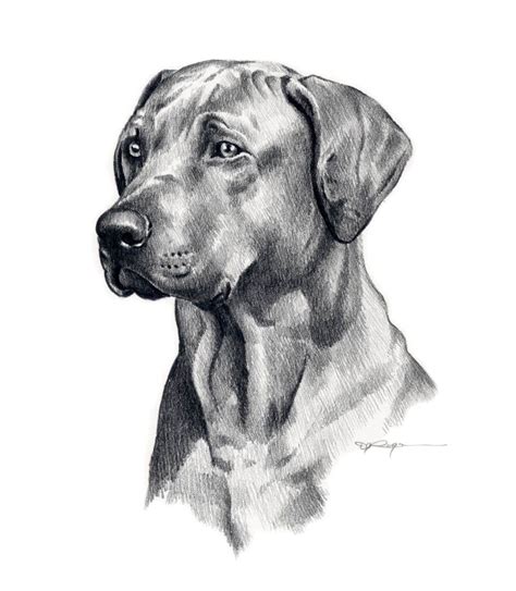 Pictures Of Realistic Dog Drawings – Warehouse of Ideas