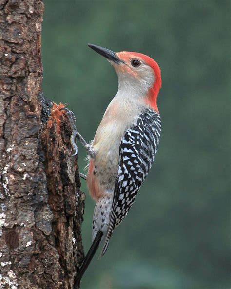 Red-bellied Woodpecker | Outdoor Alabama