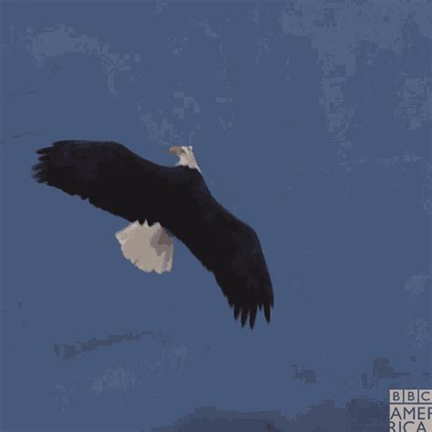 Eagles Fly GIF - Eagles Fly Birds - Discover & Share GIFs