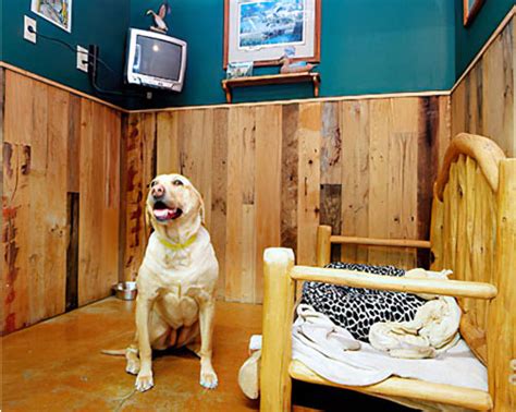 Dog Boarding in Truckee, CA | Truckee Tahoe Pet Lodge