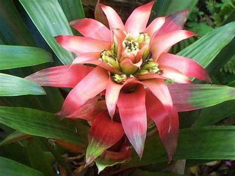 Bromeliad | Rainforest flowers, Rainforest plants, Amazon rainforest plants