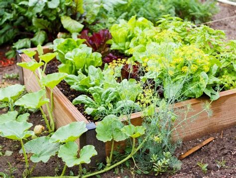 Small Vegetable Garden Ideas & Tips | Garden Design