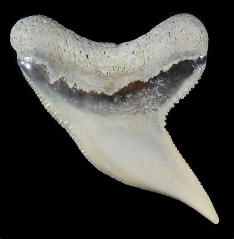 Fossil Tiger Shark Tooth - Lee Creek (Aurora), NC For Sale (#47662 ...