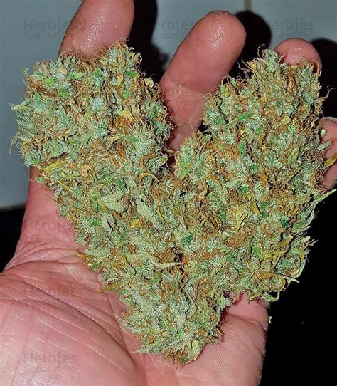 Silver Haze feminized seeds for sale by Vision Seeds - Herbies