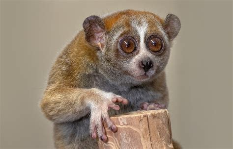 Slow Loris Facts, Information and Conservation Status - Primates Park