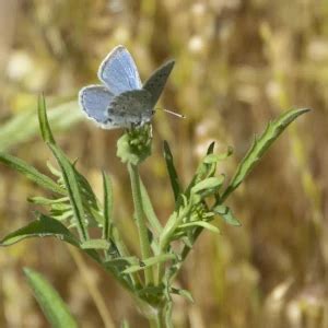 Mission blue butterfly - Facts, Diet, Habitat & Pictures on Animalia.bio