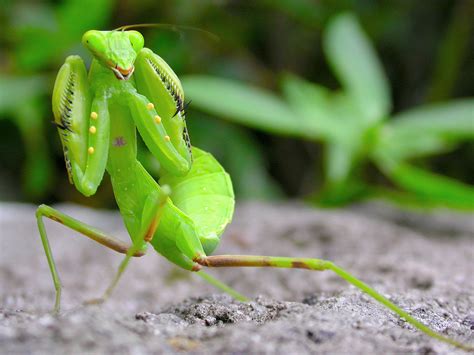 10 Fascinating Praying Mantis Facts