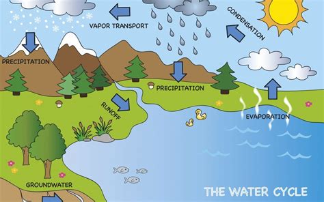 Water Cycle Diagram For 5th Grade