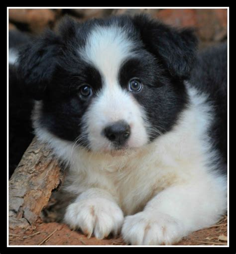 37+ Cute Puppies Border Collie Pic - Bleumoonproductions