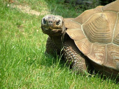 Galapagos Tortoise at the Akron Zoo | Akron zoo, Galapagos tortoise, Zoo