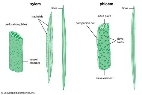 Phloem And Xylem In Plants