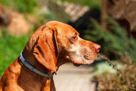 How Do I Choose the Best Dog Flea Collar? | Pettable – ESA Experts