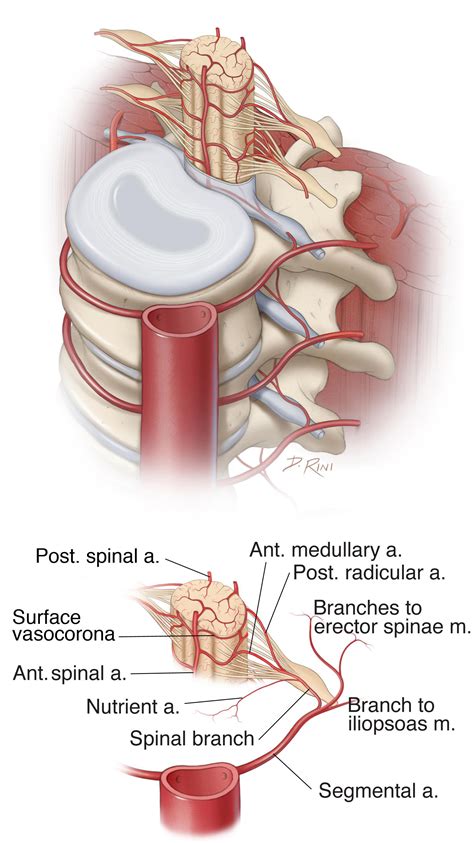 Operative Spinal Cord Anatomy | The Neurosurgical Atlas