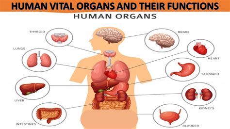 HUMAN VITAL ORGANS AND THEIR FUNCTIONS