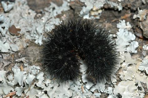 Giant Leopard Moth Caterpillar, Vol. 4, No. 32 | Mississippi State ...