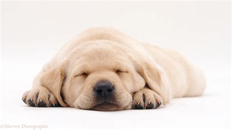 How Much Sleep Do Lab Puppies Need