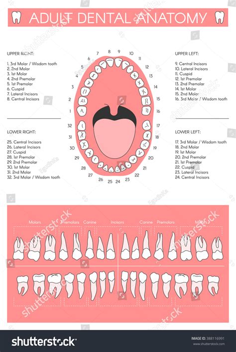 Adult Dental Chart Diagram Human Teeth Stock Vector (Royalty Free ...