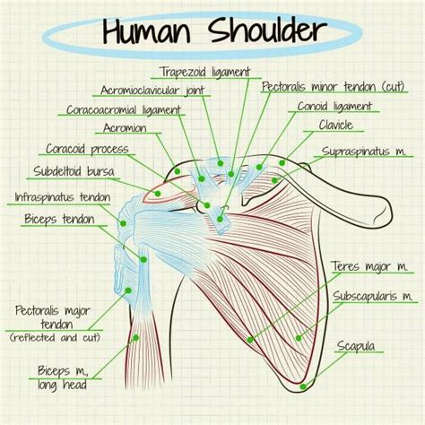 5 Tips to Get Rid of Shoulder Pain - ChiroSport Specialists of Dallas