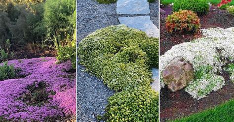 13 Best Types of Creeping Thyme Varieties | Balcony Garden Web