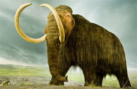 Woolly Mammoths