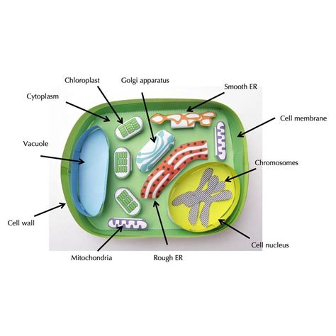 Simple Plant Cell | Simple plant cell, Plant cell, Class presentation