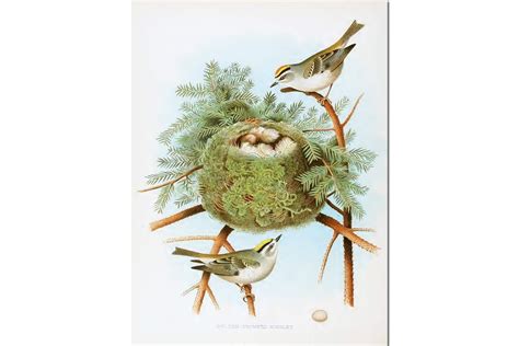 Nests & Eggs: Golden-Crowned Kinglet | DIY Homeschooler