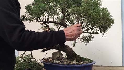 Styling and repotting an old Juniper bonsai tree | Peter Chan - YouTube