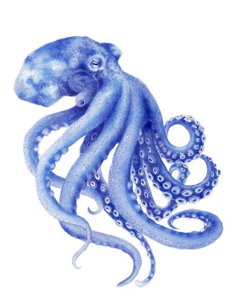 Blue Octopus Watercolor Painting Archival Art Print Hamptons Style ...