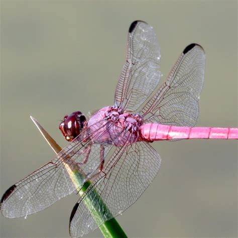 Dragonfly Wings - YouTube