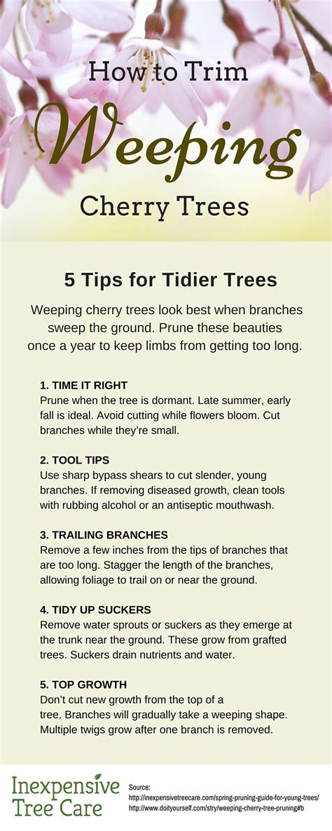 How to Trim a Weeping Cherry Tree | Inexpensive Tree Care