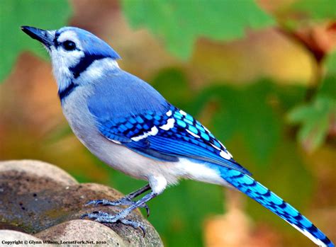 Blue Jay Bird Wallpaper - WallpaperSafari