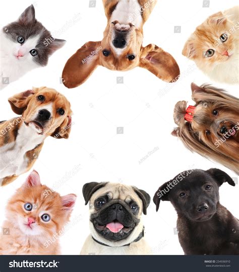 Collage Cute Pets Isolated On White Stock Photo 234936910 | Shutterstock